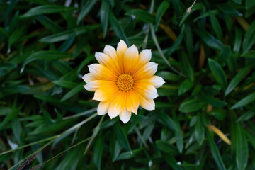 African Daisy - Treasure flower - Gazania Rigens