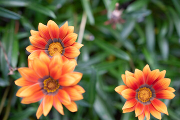 Fototapeta premium Gazania Rigens - African Daisy - Treasure Flower