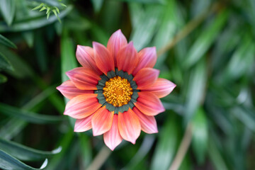 Gazania Rigens - African Daisy - Treasure Flower