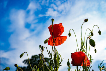 A group of beautiful bright red poppy flowers in a field with blurry background and a tree on a bright fresh day.