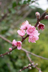 Peach Blossom