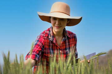 Young asian woman farmer wearing checkered shirt is checking harvest progress on a tablet at the green wheat field. New crop of wheat is growing. Agricultural and farm concept.