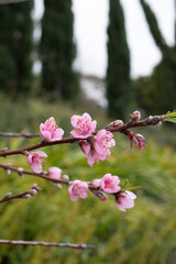 Peach Blossom