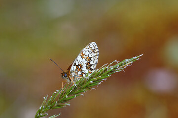 A Heath Fritillary Butterfly resting on grass.