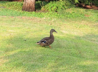 A female mallard duck, known as Anas platyrhynchos, walking through the grass at a park in Phoenix, Arizona