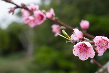Peach Blossom