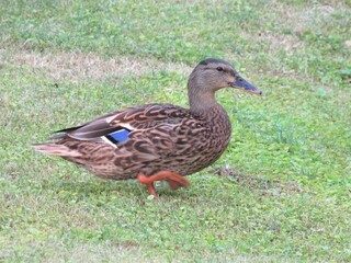 A female mallard duck, known as Anas platyrhynchos, walking through the grass at a park in Phoenix, Arizona