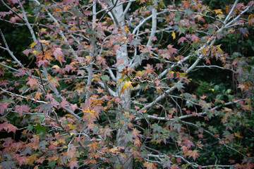 red and green leaves