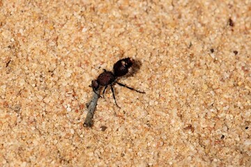 Velvet Ant (Ephutomorpha ferruginata) South Australia