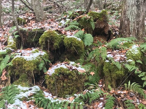 Catskills Winter Foliage