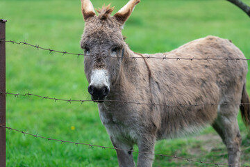 Naklejka na ściany i meble Donkey stands near the fence and looks at the camera. High quality photo