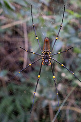 Trichonephila Clavata - Golden silk Orb weaver Spider