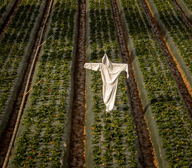 Scarecrow made of a white hazardours materials suit in a strwberry field