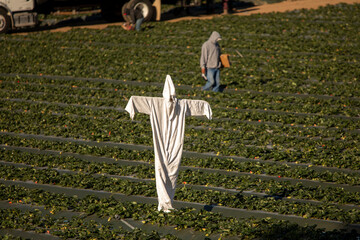 Scarecrow made of a white hazardours materials suit in a strwberry field