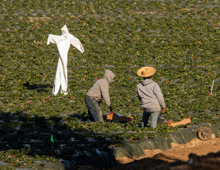 Scarecrow made of a white hazardours materials suit in a strwberry field