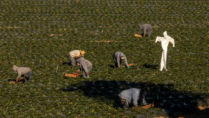 Scarecrow made of a white hazardours materials suit in a strwberry field