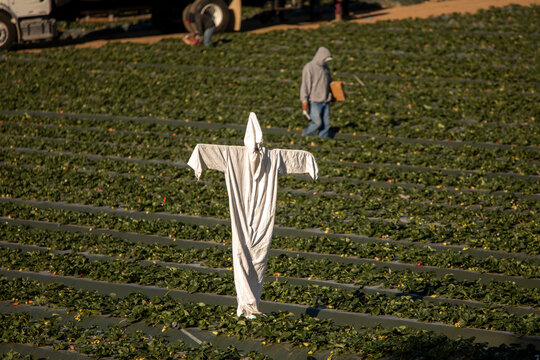 Scarecrow made of a white hazardours materials suit in a strwberry field