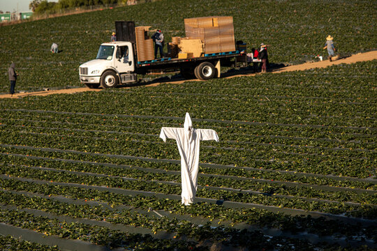 Scarecrow made of a white hazardours materials suit in a strwberry field - Powered by Adobe