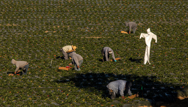 Scarecrow made of a white hazardours materials suit in a strwberry field
