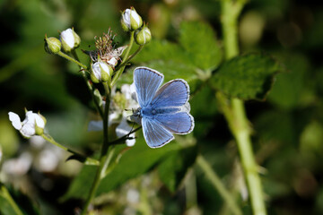  A Common Blue Butterfly nectaring on Bramble flower.