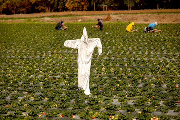 Scarecrow made of a white hazardours materials suit in a strwberry field
