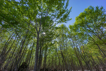 残雪とブナの芽吹き