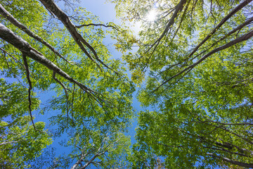ブナの木の芽吹き