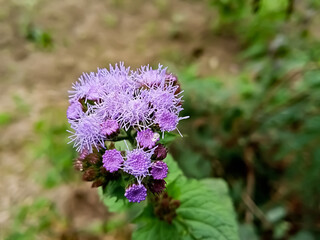 Purple flower