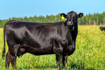 A black angus cow grazes on a green meadow.