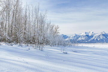 Fototapeta na wymiar Snow and Frosty Trees in Front of Mountains in Winter Scene in Jackson Hole