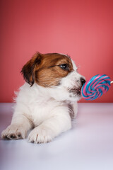 Jack russel terrier puppy with candy
