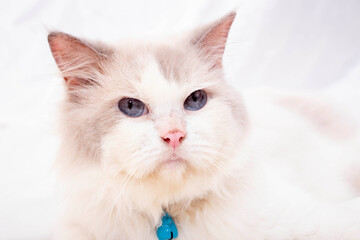 Obraz premium portrait of a cat
