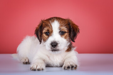 Wire-haired white&tan jack russel terrier puppy