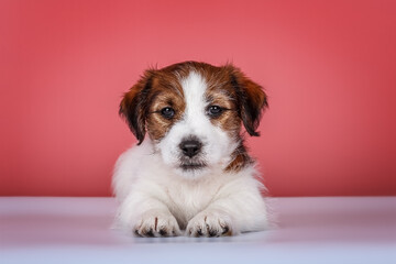 Wire-haired white&tan jack russel terrier puppy