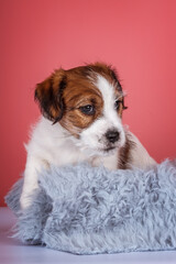 Wire-haired white&tan jack russel terrier puppy
