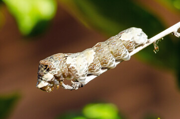 Giant Swallowtail (Papilio cresphontes) caterpillar