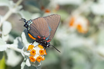 Great Purple Hairstreak (Atlides halesus) butterfly