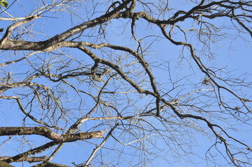 branches against blue sky