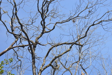 branches against blue sky