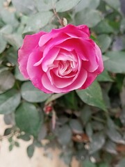 Red rose simble of love