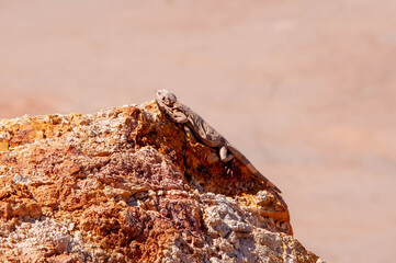 Long-nosed Leopard Lizard