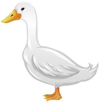 A duck in cartoon style isolated on white background