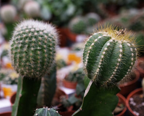 Various types of green cactus pots in the shop