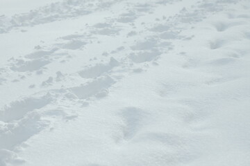 雪に覆われた大地