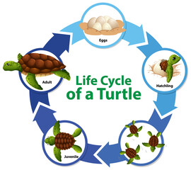 Diagram showing life cycle of Turtle