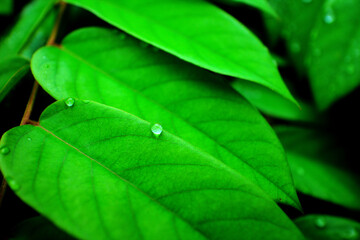 green leaf with water drops