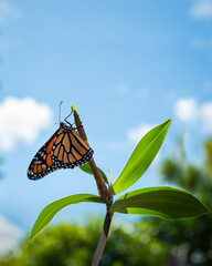 Monarch butterfly (danaus plexippus) just emerging from the chrysalis cocoon, drying its delicate wings against the sunny blue sky. Vertical format. © Janice
