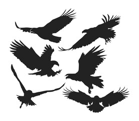 Eagle silhouette on white background