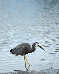 An adult white-faced heron in breeding plumage caught crab in its beak. Vertical format.