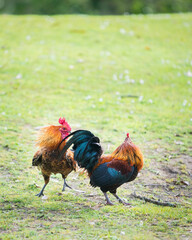Two colourful wild roosters fighting with neck feathers up with nature blurred grass background. Vertical format.